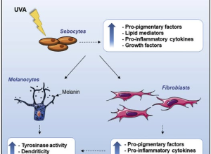 Pigmentary Loop – Vòng Xoắn Sắc Tố Và Chiến Lược Khoa Học Để 