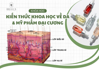 Kiến Thức Khoa Học Về Da Và Mỹ Phẩm Đại Cương